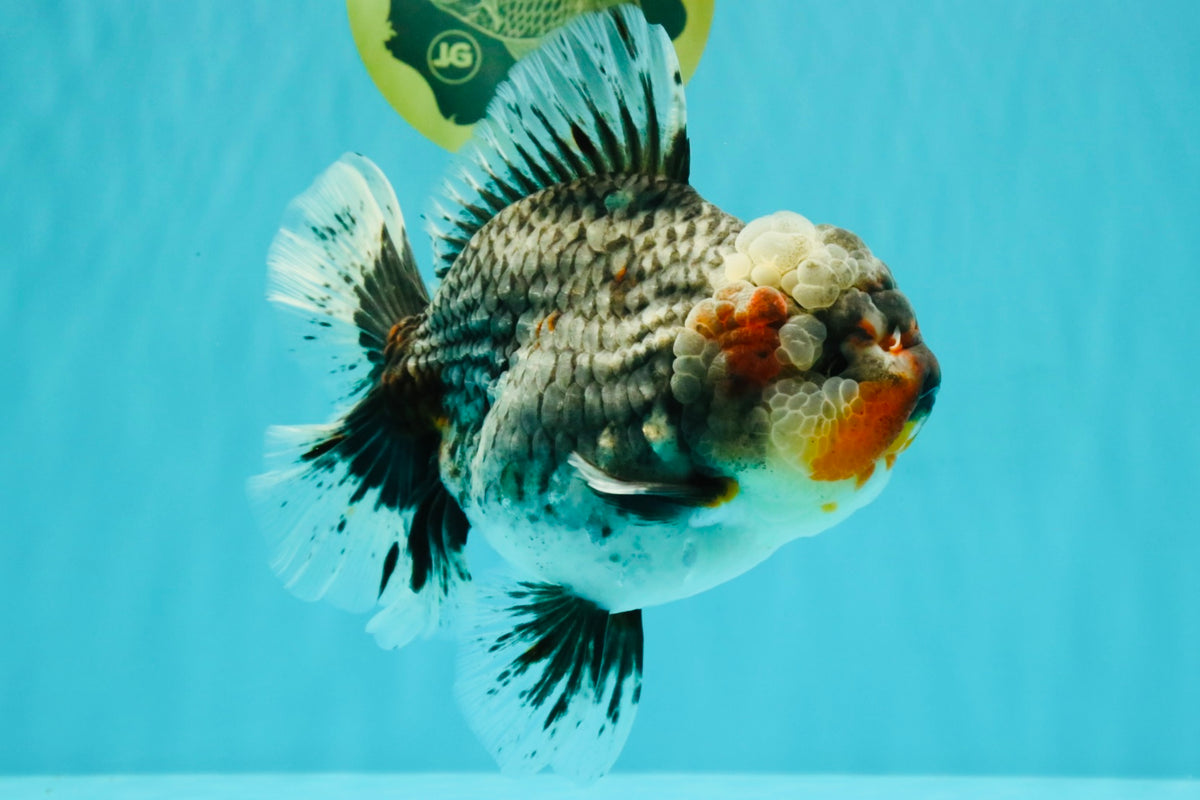 AAA Grade Calico Kirin Oranda Female 6.5 inches #100226OR_33