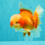 A Grade Red White Oranda Male 6 inches #100926OR_22