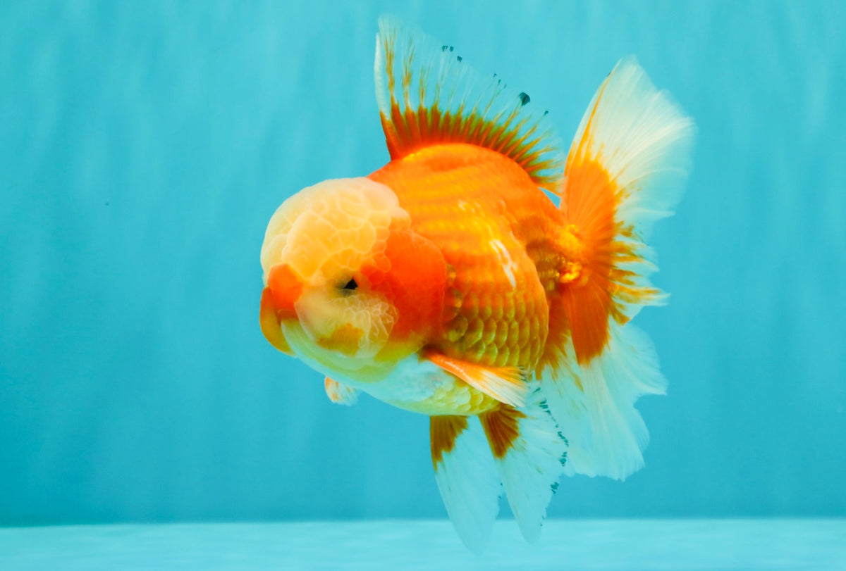 A Grade Red White Oranda Male 6 inches #100926OR_22