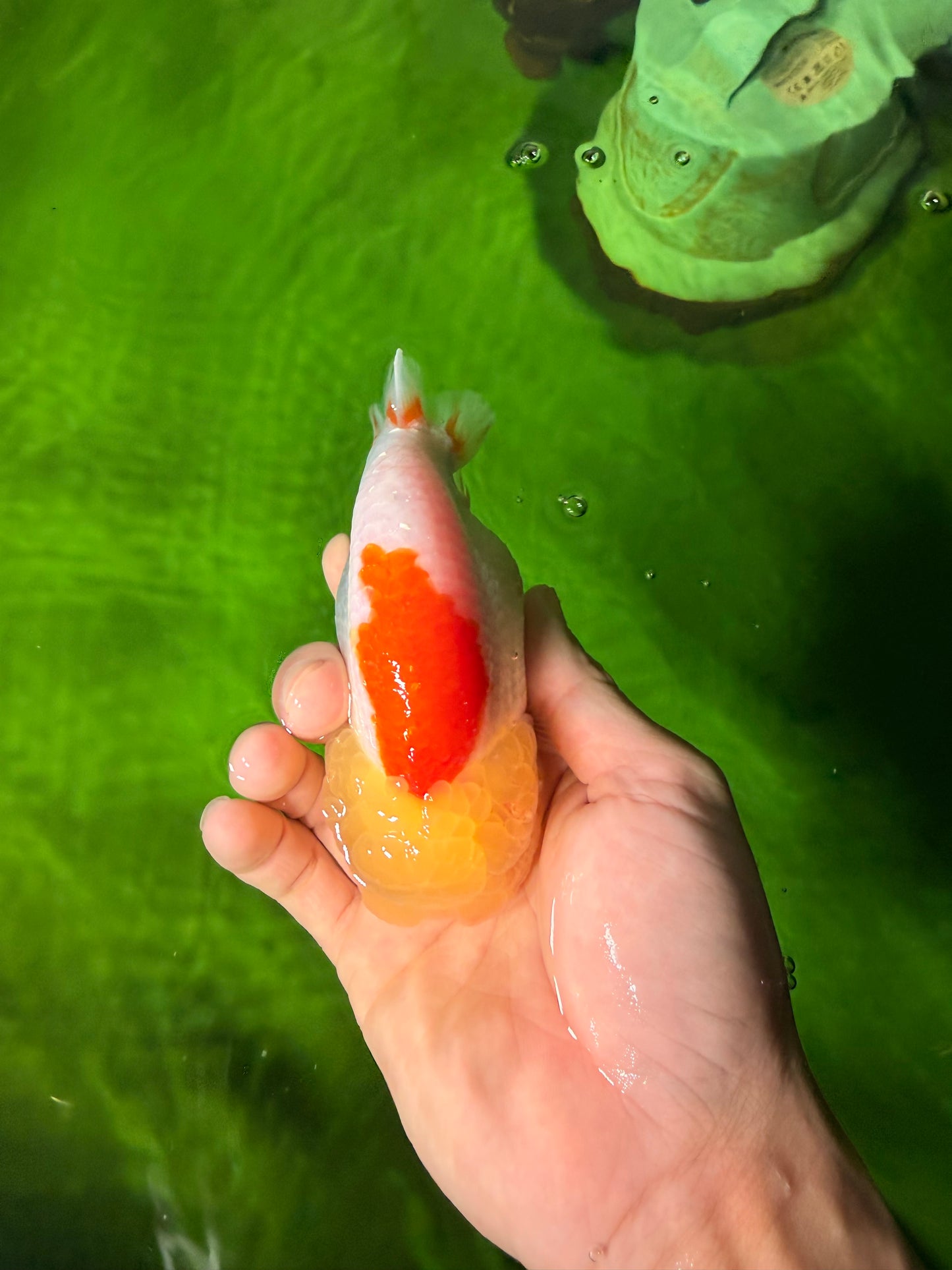 ADORABLE Orange White LionChu Female 4.5 inches #041026LC_18