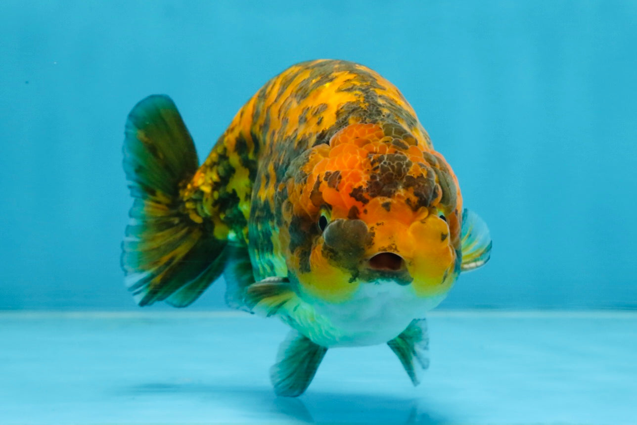 A Grade Tiger LionKing 5 inches #103125LC_14