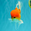 Red White Oranda Male 6 inches #082126OR_09