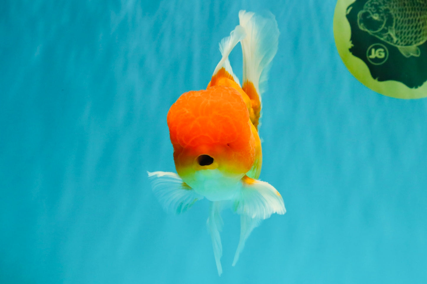 Red White Oranda Male 6 inches #082126OR_09