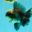 AAA Grade Kirin Jade Head Oranda Male 6 inches #070626OR_20