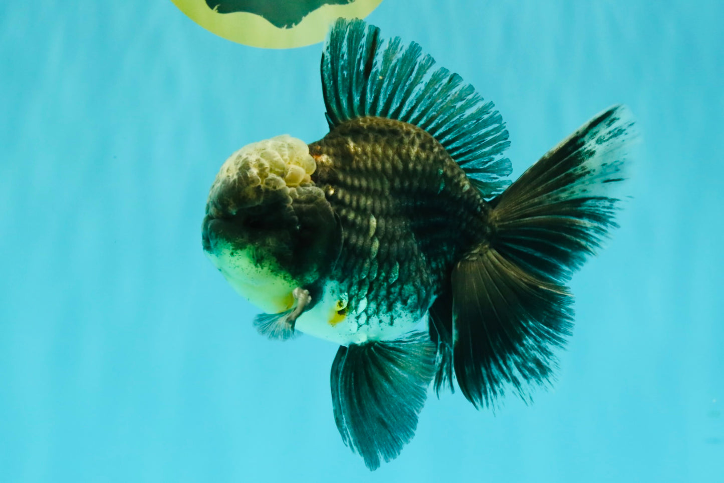 AAA Grade Kirin Jade Head Oranda Male 6 inches #070626OR_20