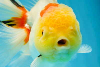 Red White Oranda Female 5.5-6 inches #052325OR_05