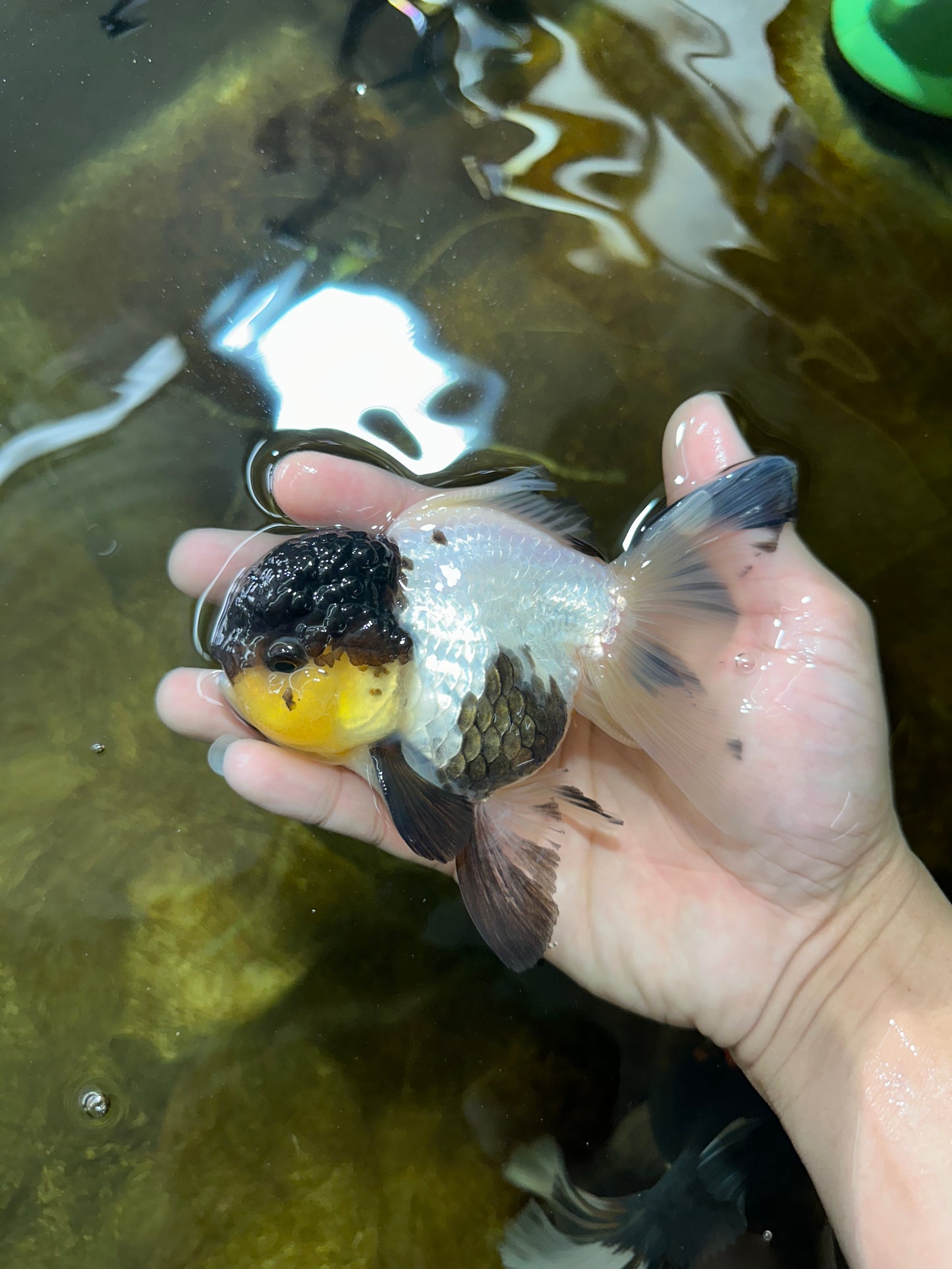 Panda Oranda Female 5 inches #080825OR_08