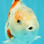 Calico Yuanbao Male 5.5 inches #051526YB_05
