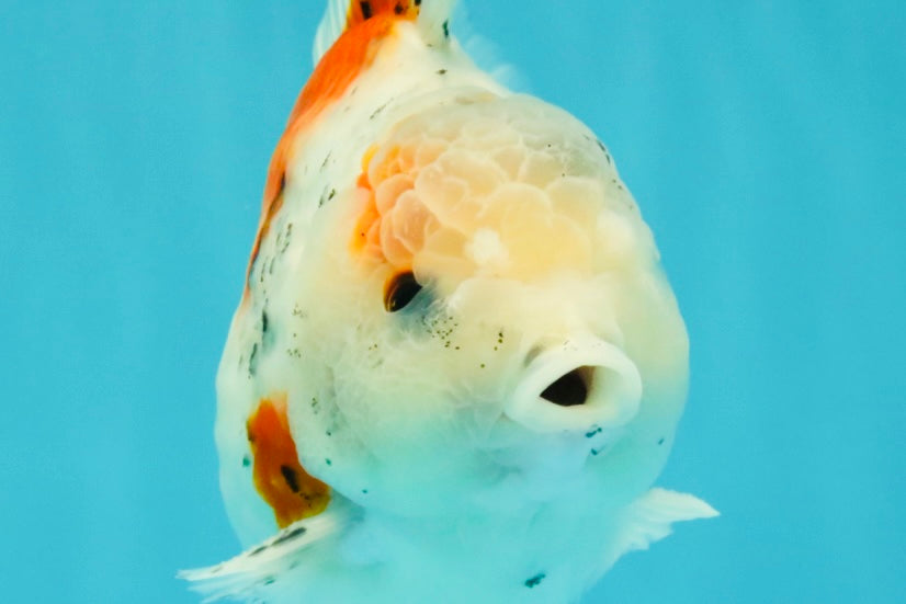 Calico Yuanbao Male 5.5 inches #051526YB_05