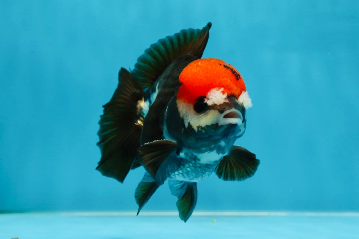 A Grade Pompom Tricolor Yuanbao Male 4 inches #052325YB_26