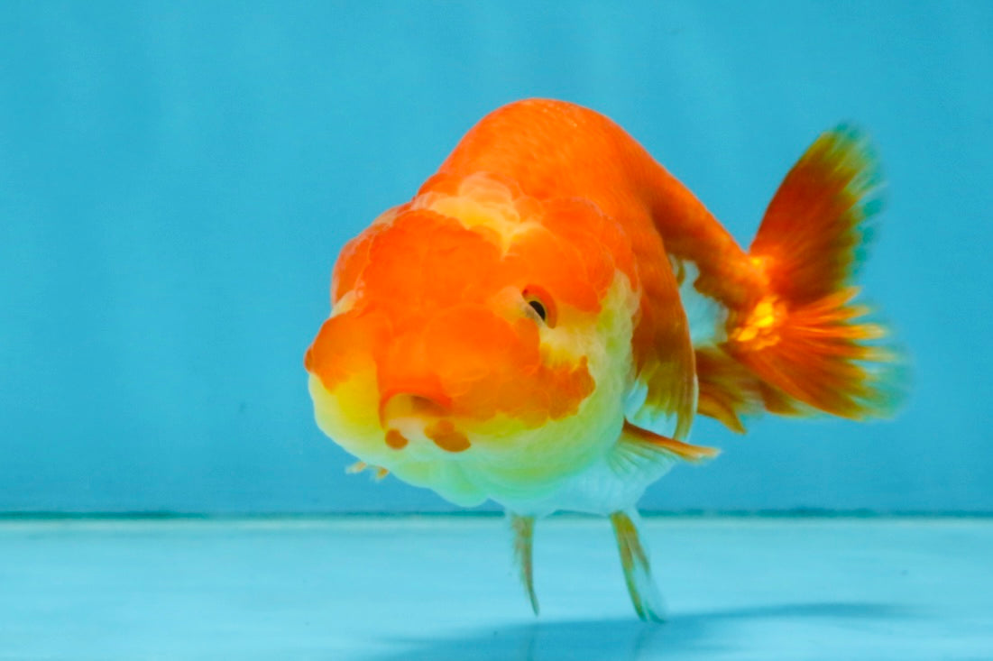 Red White Lionchu Female 4-4.5  inches #121225LC_12