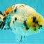 CHUBBY AAA Grade Diamond Scale Tricolor Ranchu Male 5.5 inches #100926RC_27