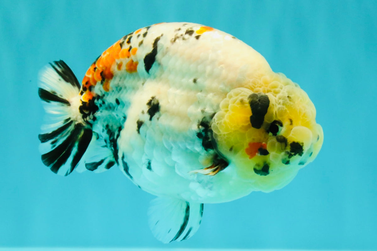 CHUBBY AAA Grade Diamond Scale Tricolor Ranchu Male 5.5 inches #100926RC_27