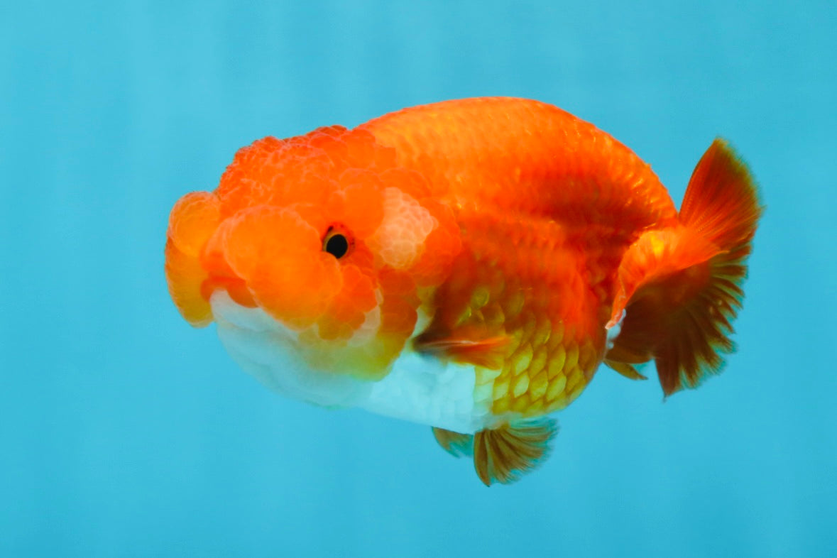 A Grade Red White LionQueen 4 inches #053025LC_07