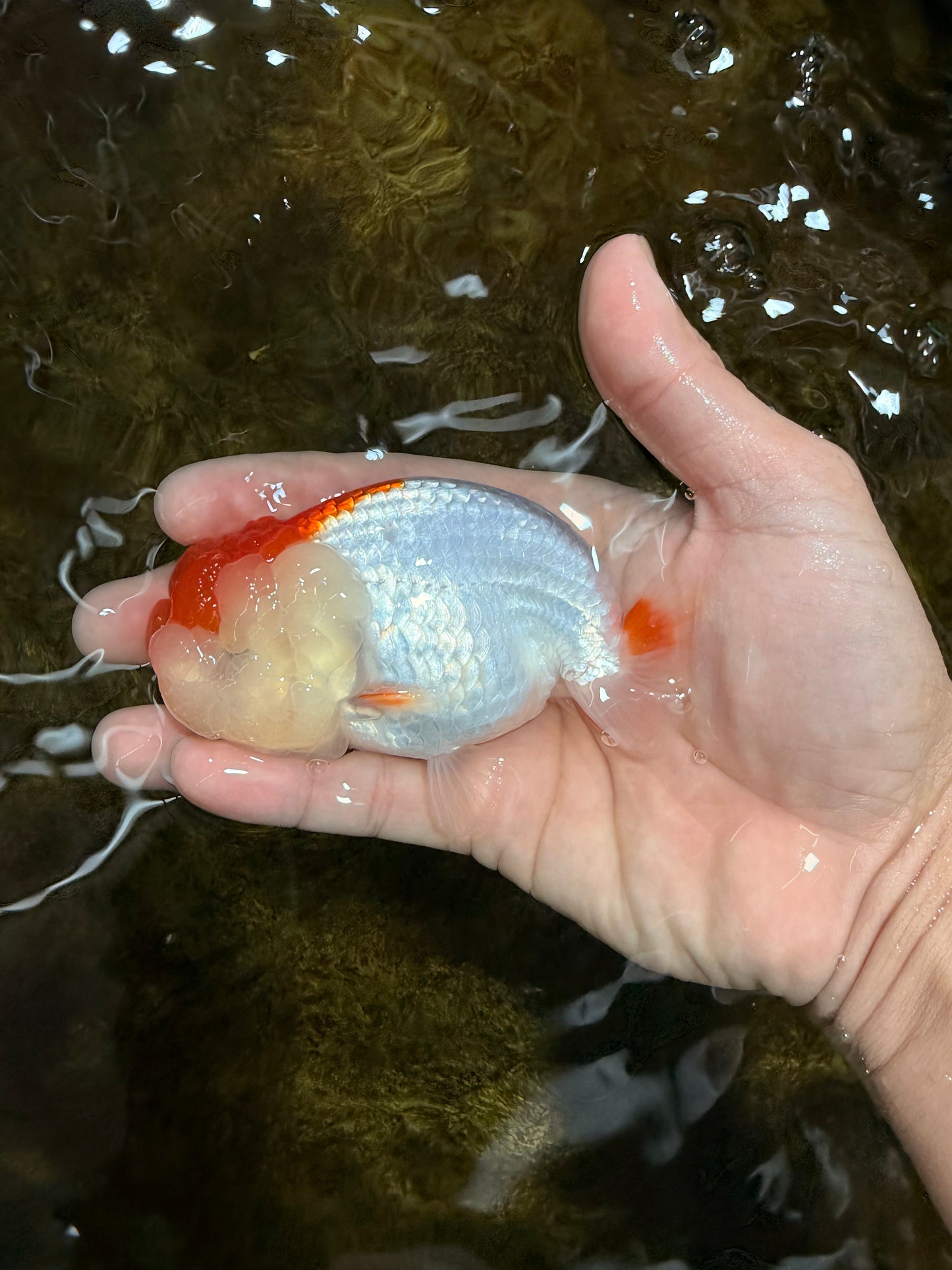 Red White LionChu 4 inches #112825LC_10