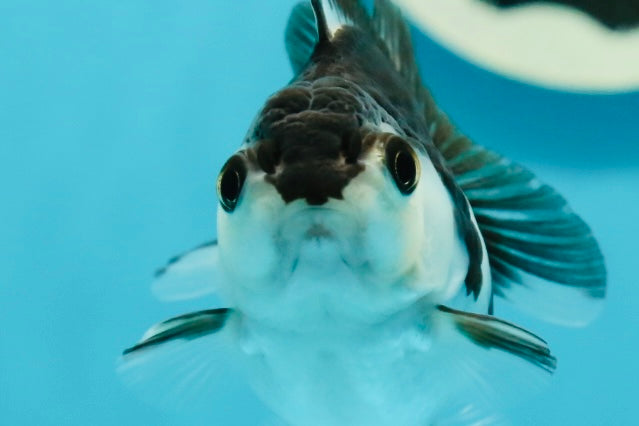 Panda Oranda Female 2.5-3 inches #1004OR_25