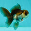 Panda Oranda Male 3.5-4 inches #1018OR_16