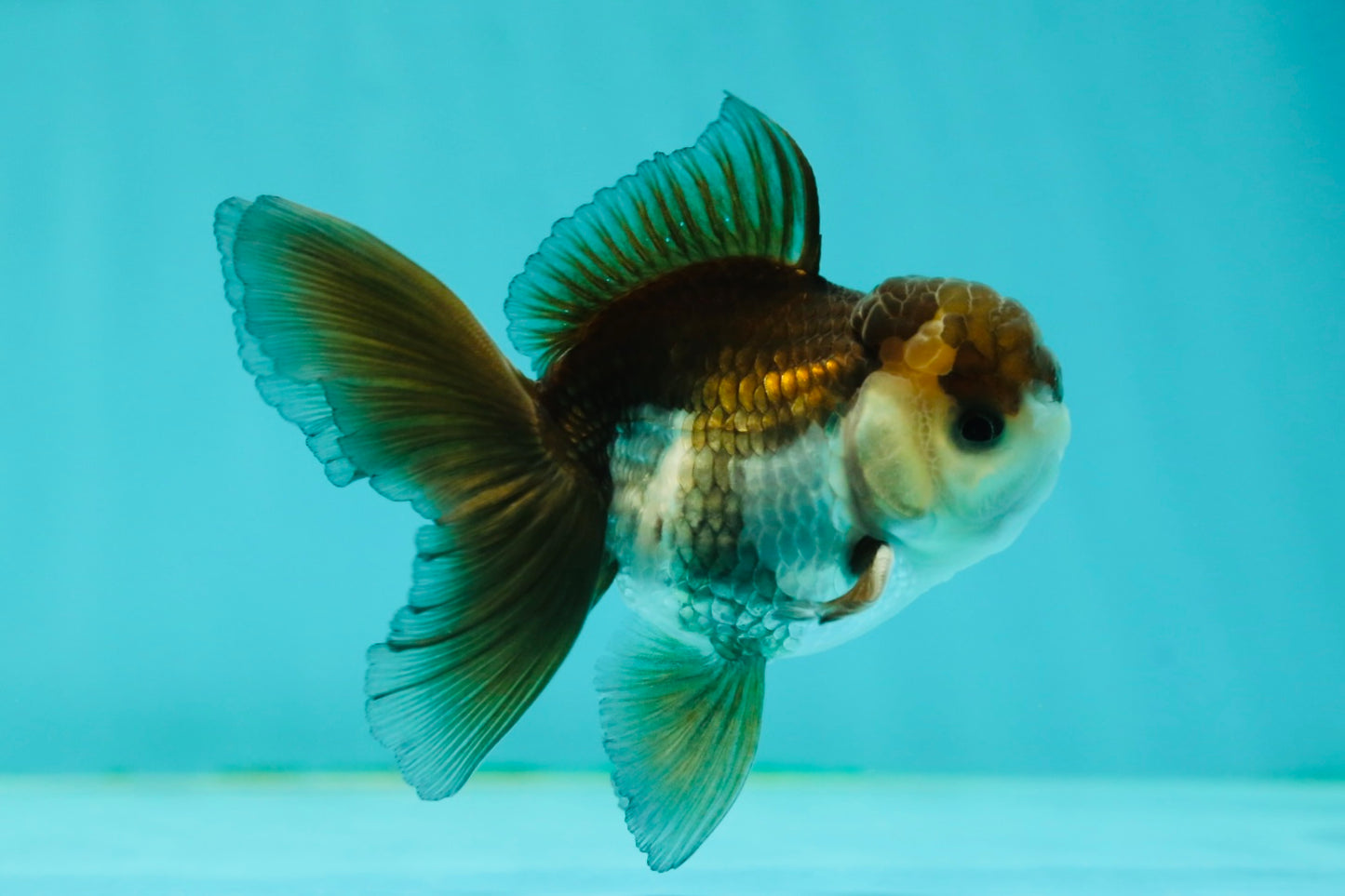 Panda Oranda Male 3.5-4 inches #1018OR_16