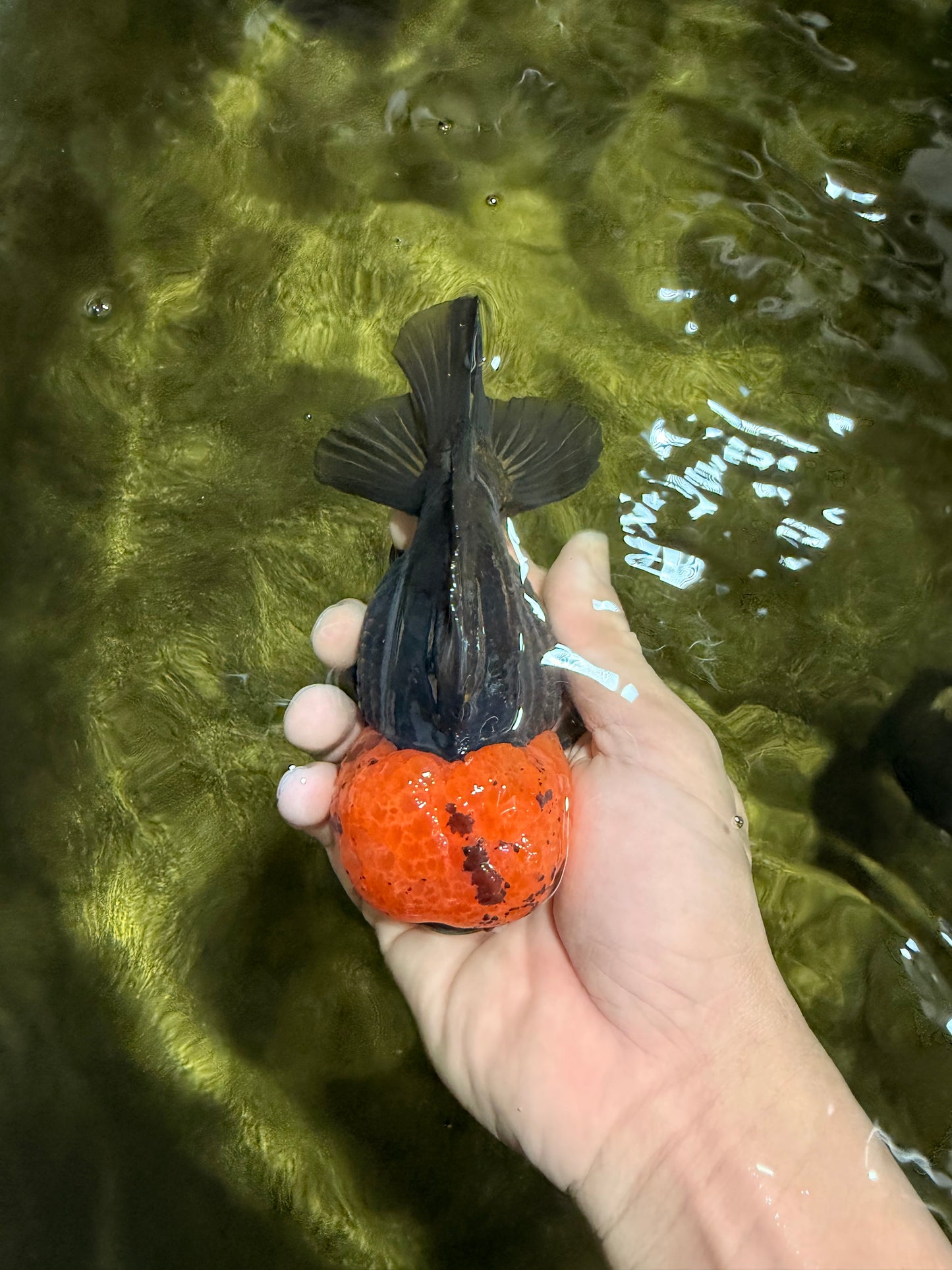 ADORABLE Tricolor Yuanbao Male 5 inches #040326YB_02