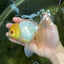 AAA Grade White Oranda Male 5 inches #042525OR_11