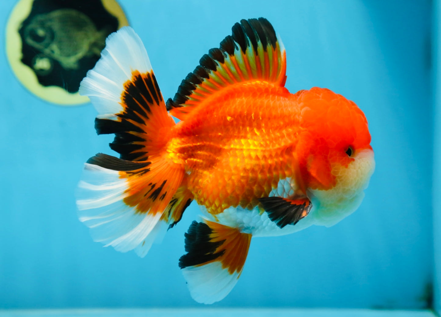 AAA Grade CHUBBY CHEEK Apache Oranda Male 5.5-6 inches #080825OR_19