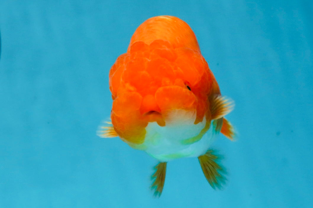 A Grade Red White LionQueen 4 inches #121225LC_09