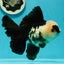 AAA Grade Giant Generation Panda Oranda Male 6.5 inches #102524OR_07