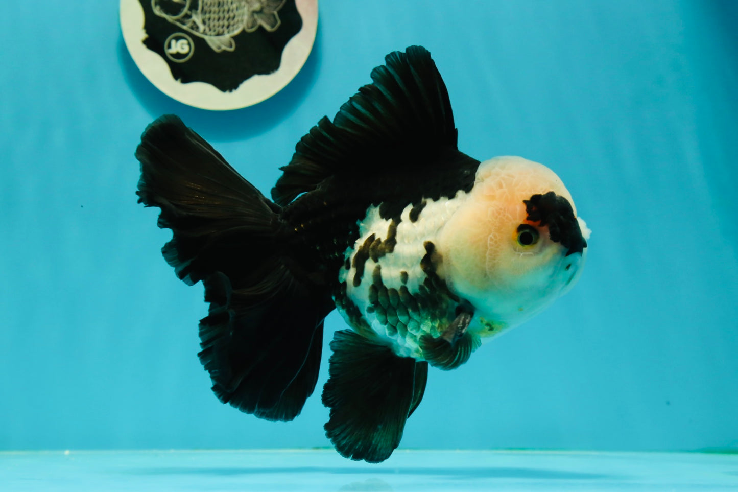 AAA Grade Giant Generation Panda Oranda Male 6.5 inches #102524OR_07