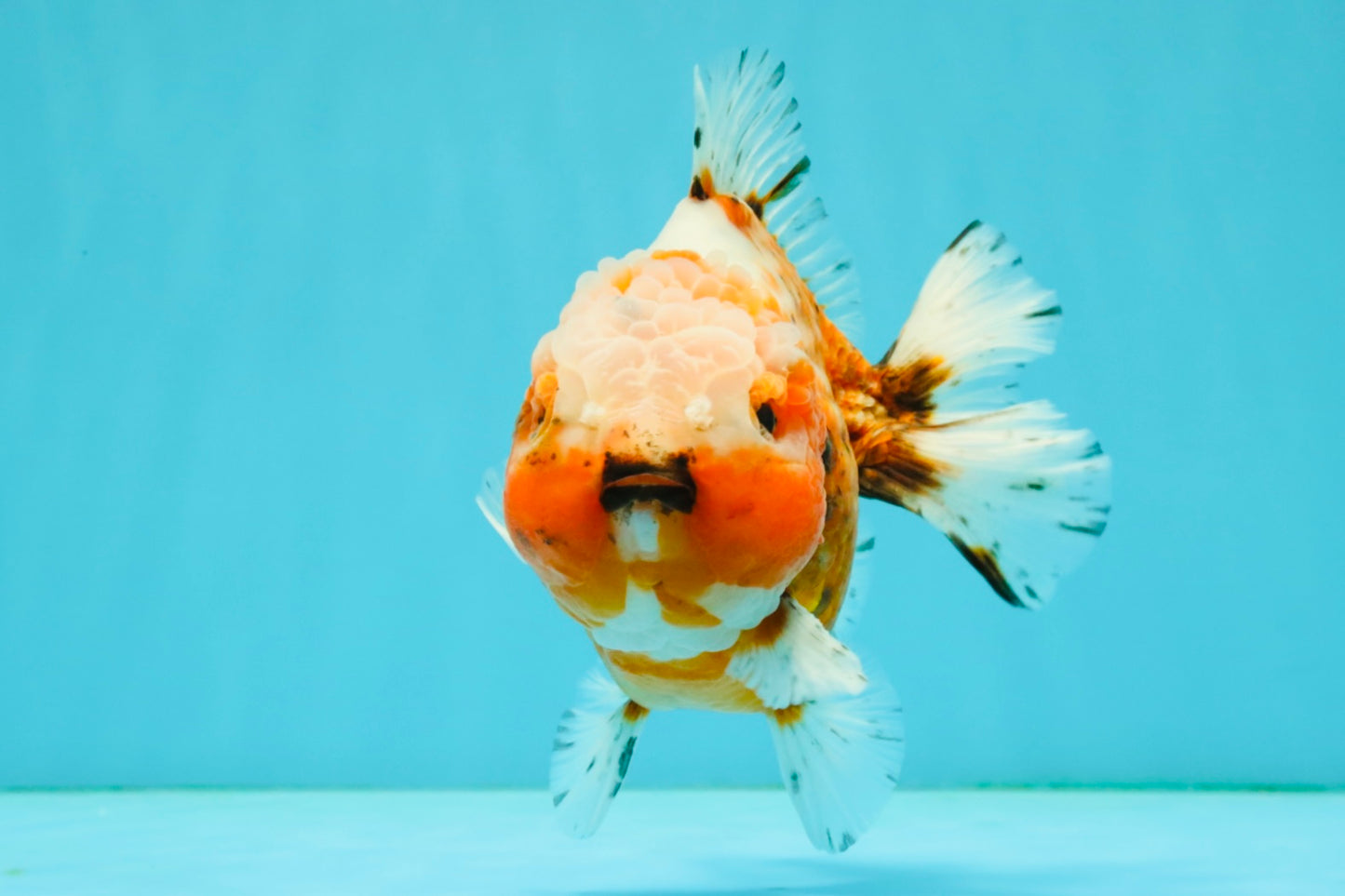 UNIQUE A Grade Sakura Oranda Male 5.5-6  inches #042426OR_14