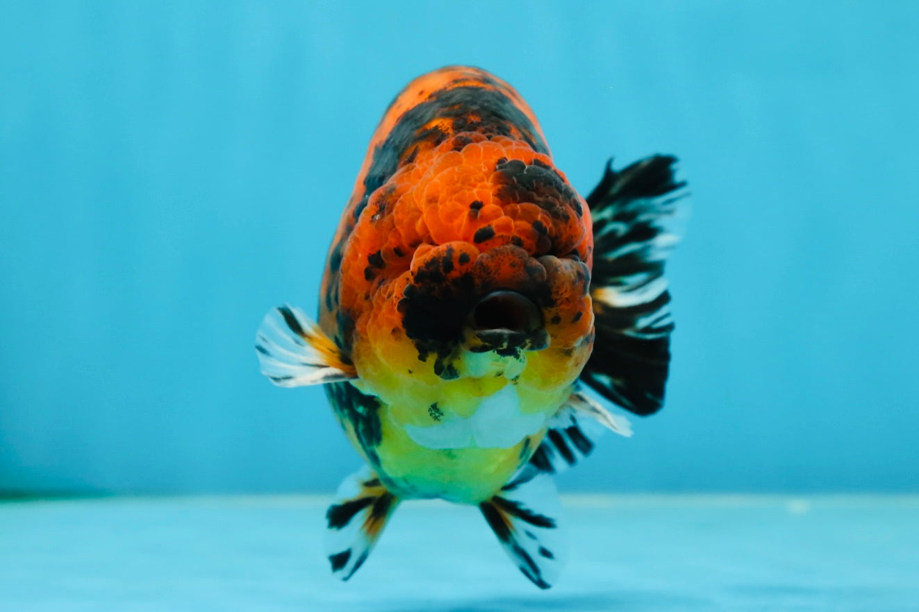 AAA Grade Tiger Female LionKing 5 inches #060625LC_06