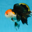 A Grade Tricolor Oranda Female 5 inches #082225OR_23