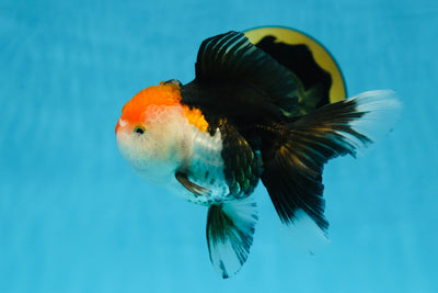 A Grade Tricolor Oranda Female 5 inches #082225OR_23