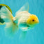 A Grade White Oranda Male 6-6.5 inches #100926OR_20