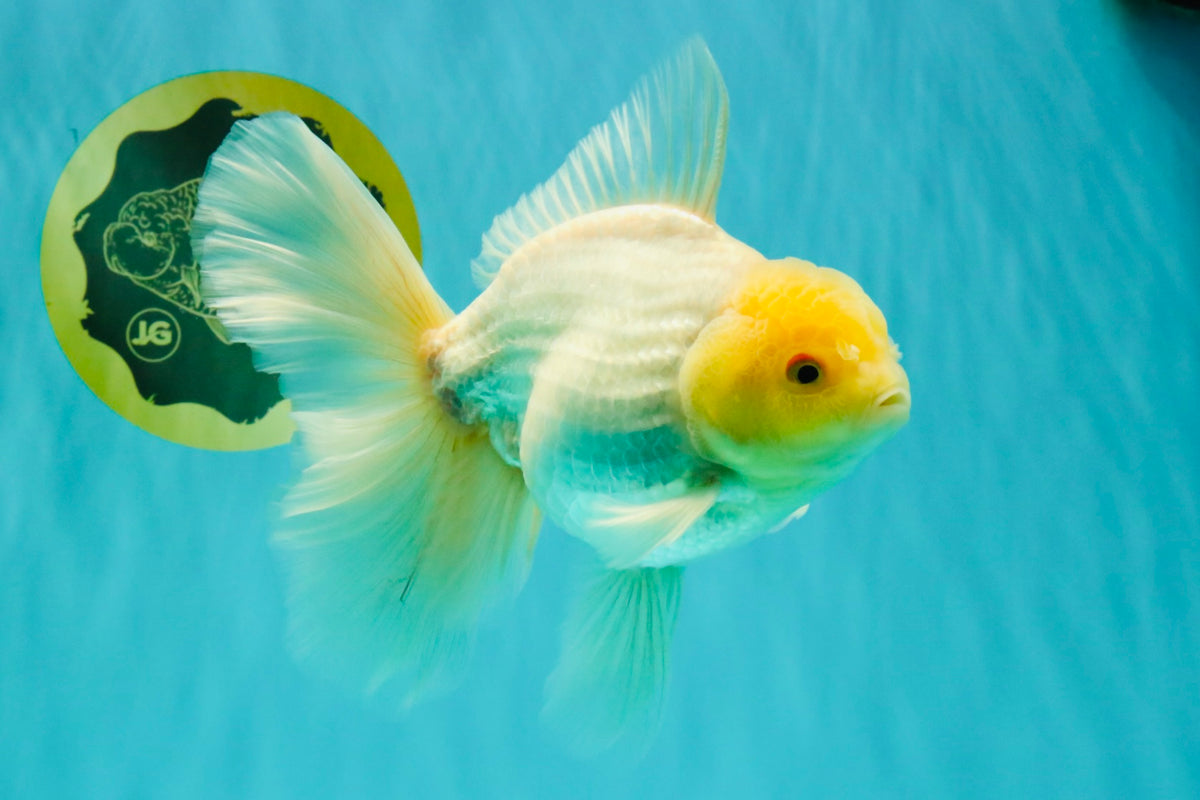 A Grade White Oranda Male 6-6.5 inches #100926OR_20