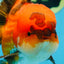 A Grade Apache Oranda Male 6 inches #080125OR_06