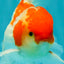 A Grade Kohaku Red White Oranda Male 5.5-6 inches #082126OR_02