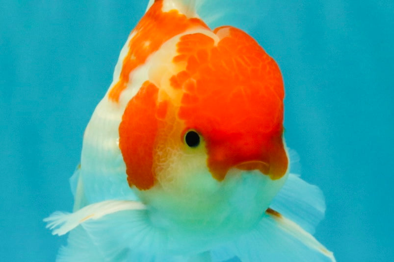 A Grade Kohaku Red White Oranda Male 5.5-6 inches #082126OR_02