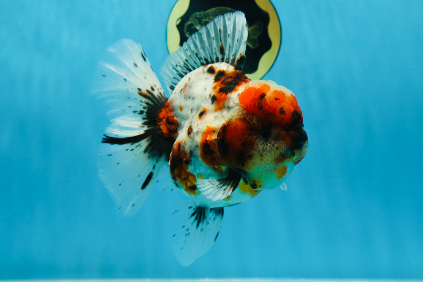 AAA Grade SUPER WEN Godzilla Calico Oranda Female 6 inches #080825OR_16