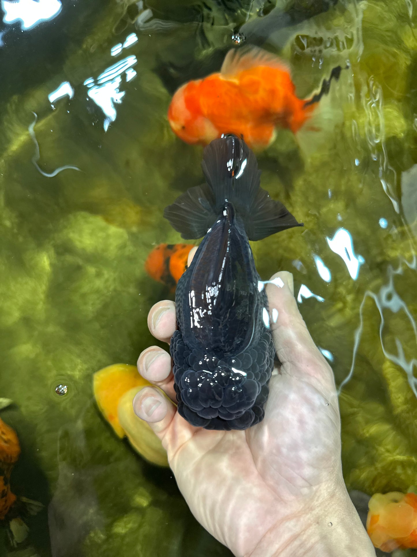 AAA Grade Godzilla Black Yuanbao Female 5-5.5 inches #050925YB_22