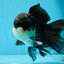 Chubby Cheeks Panda Oranda Male 5 inches #050225OR_06