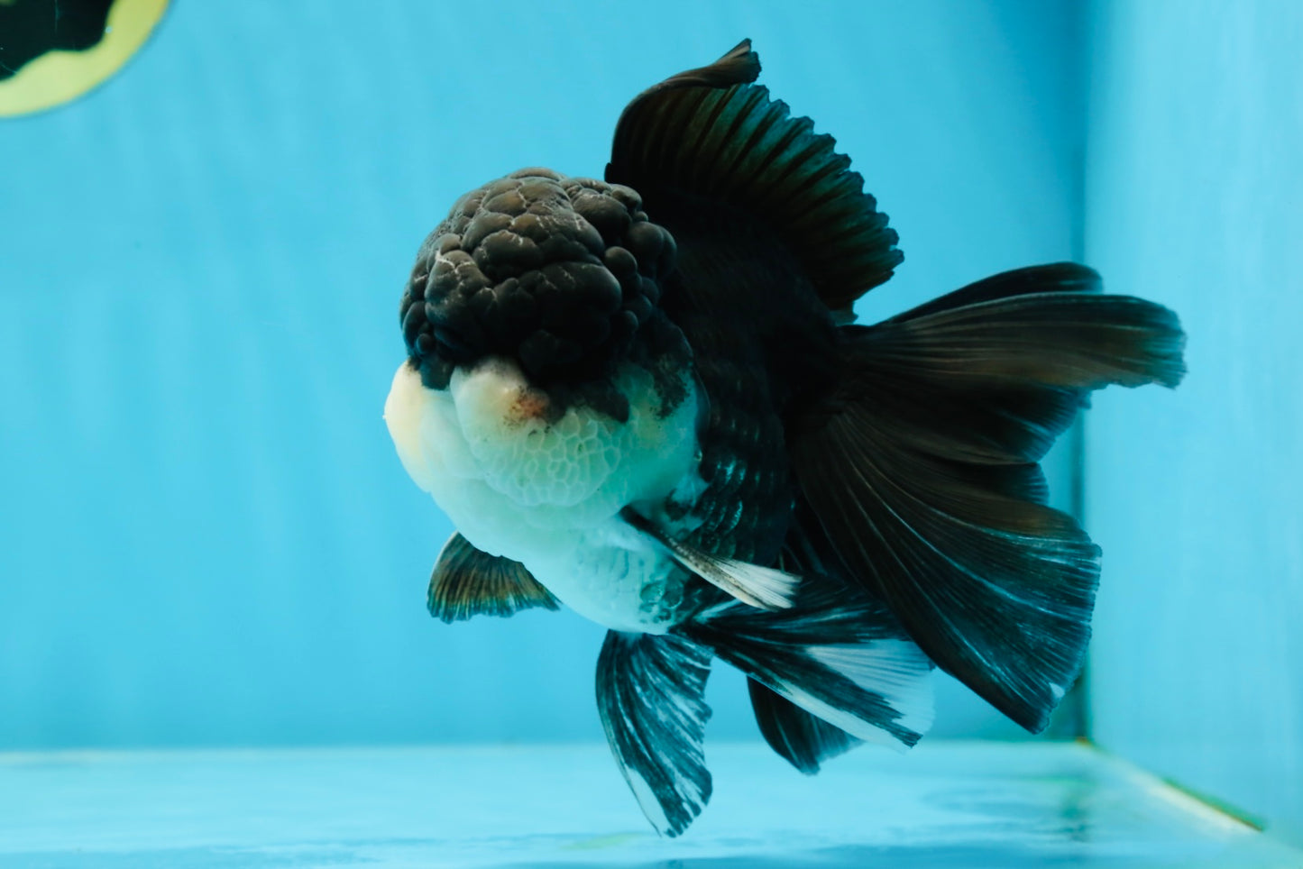 Chubby Cheeks Panda Oranda Male 5 inches #050225OR_06