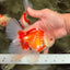 CHICKIE AAA Grade Red White Oranda Male 6 inches #072426OR_06