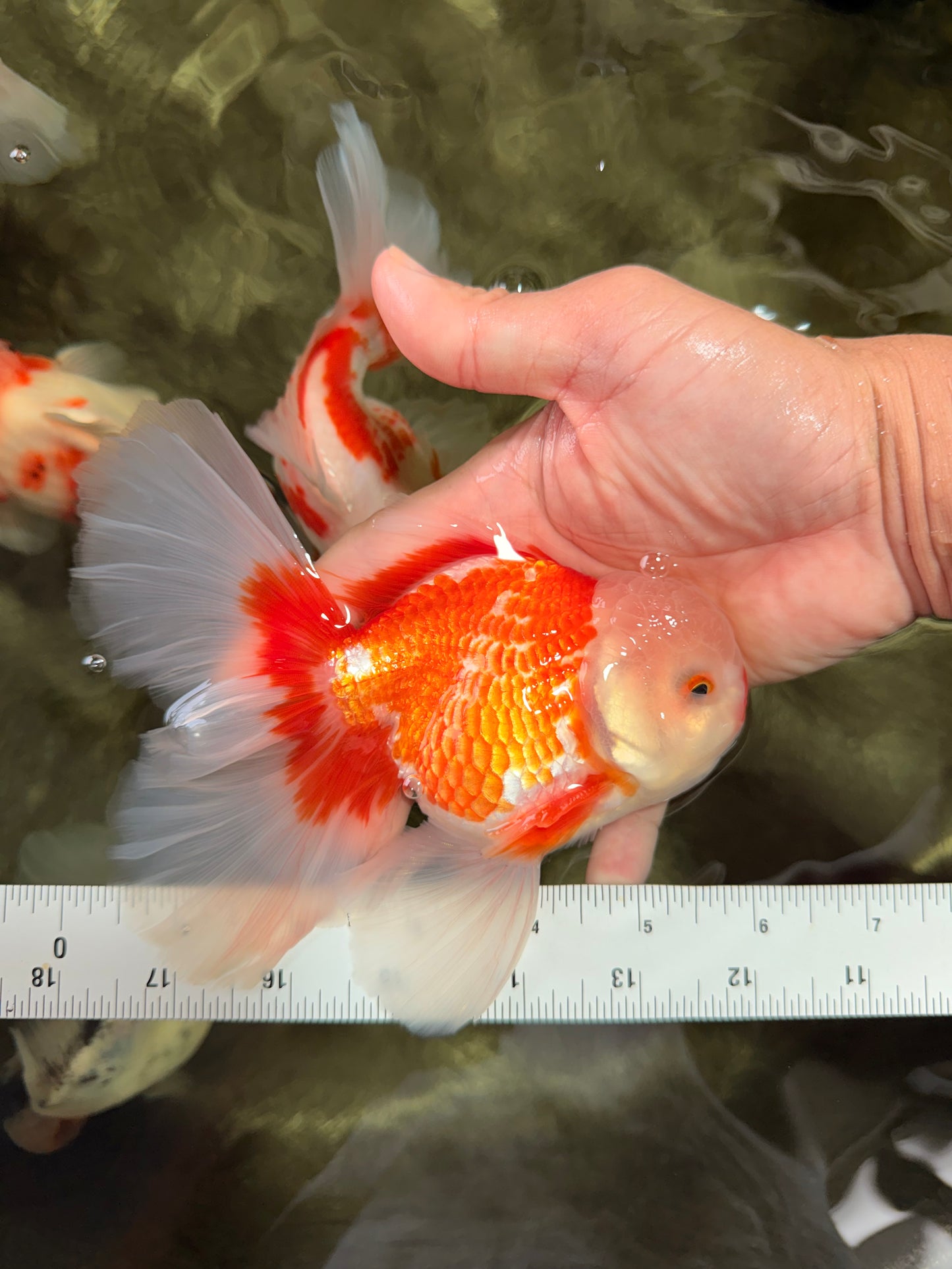 CHICKIE AAA Grade Red White Oranda Male 6 inches #072426OR_06