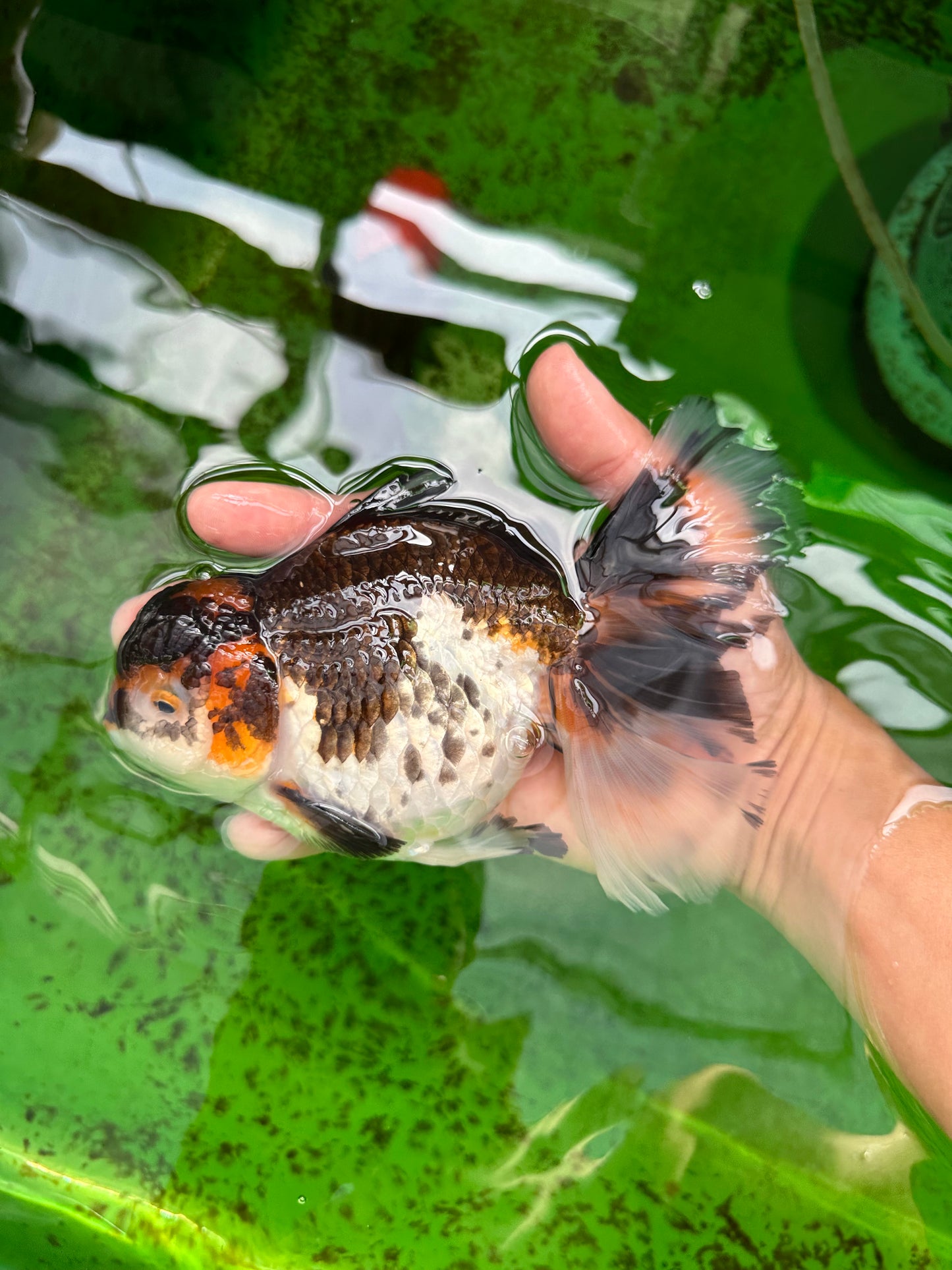 A Grade Chonky Tricolor Oranda Female 6.5 inches #0719OR_05