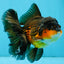 CHONKY A Grade Apache Oranda Male 5.5-6  inches #041026OR_13