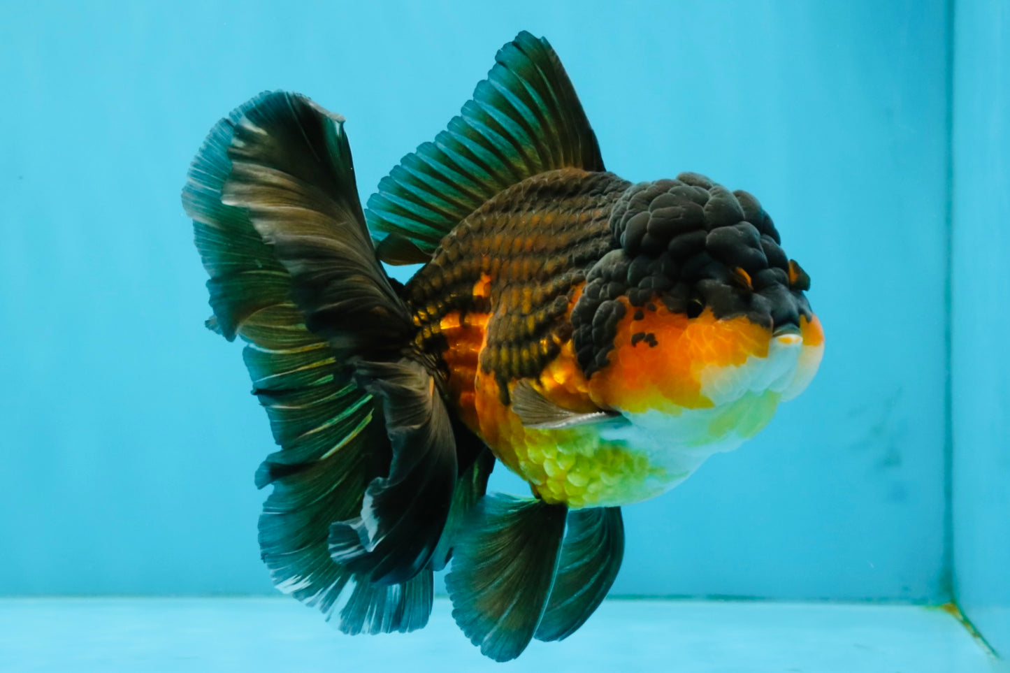 CHONKY A Grade Apache Oranda Male 5.5-6  inches #041026OR_13