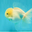 BEAUTY A Grade White Sakura Oranda Male 5.5 inches #050126OR_09