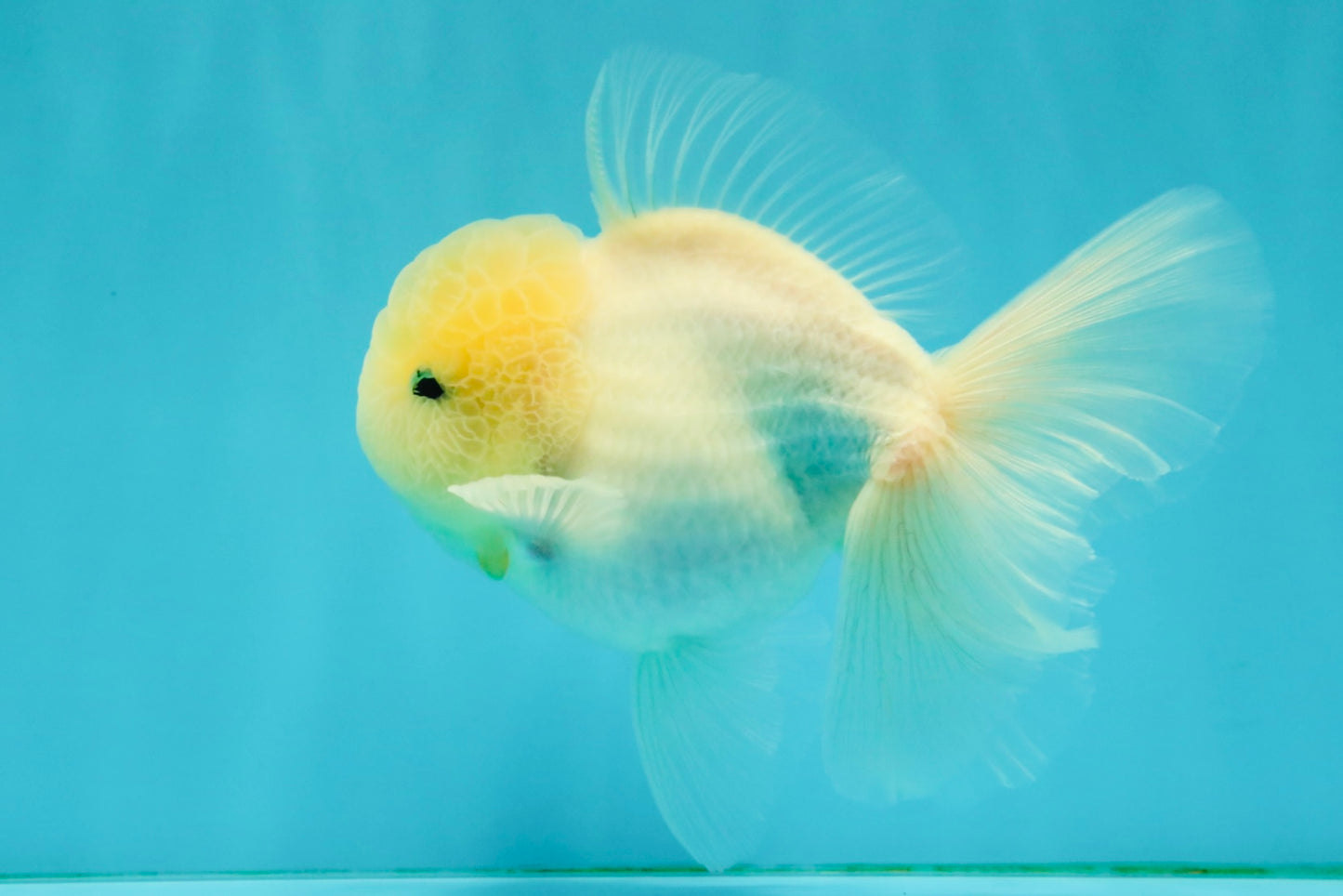 BEAUTY A Grade White Sakura Oranda Male 5.5 inches #050126OR_09