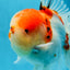 AAA Grade Godzilla Sakura Oranda Male 6-6.5 inches #080125OR_03