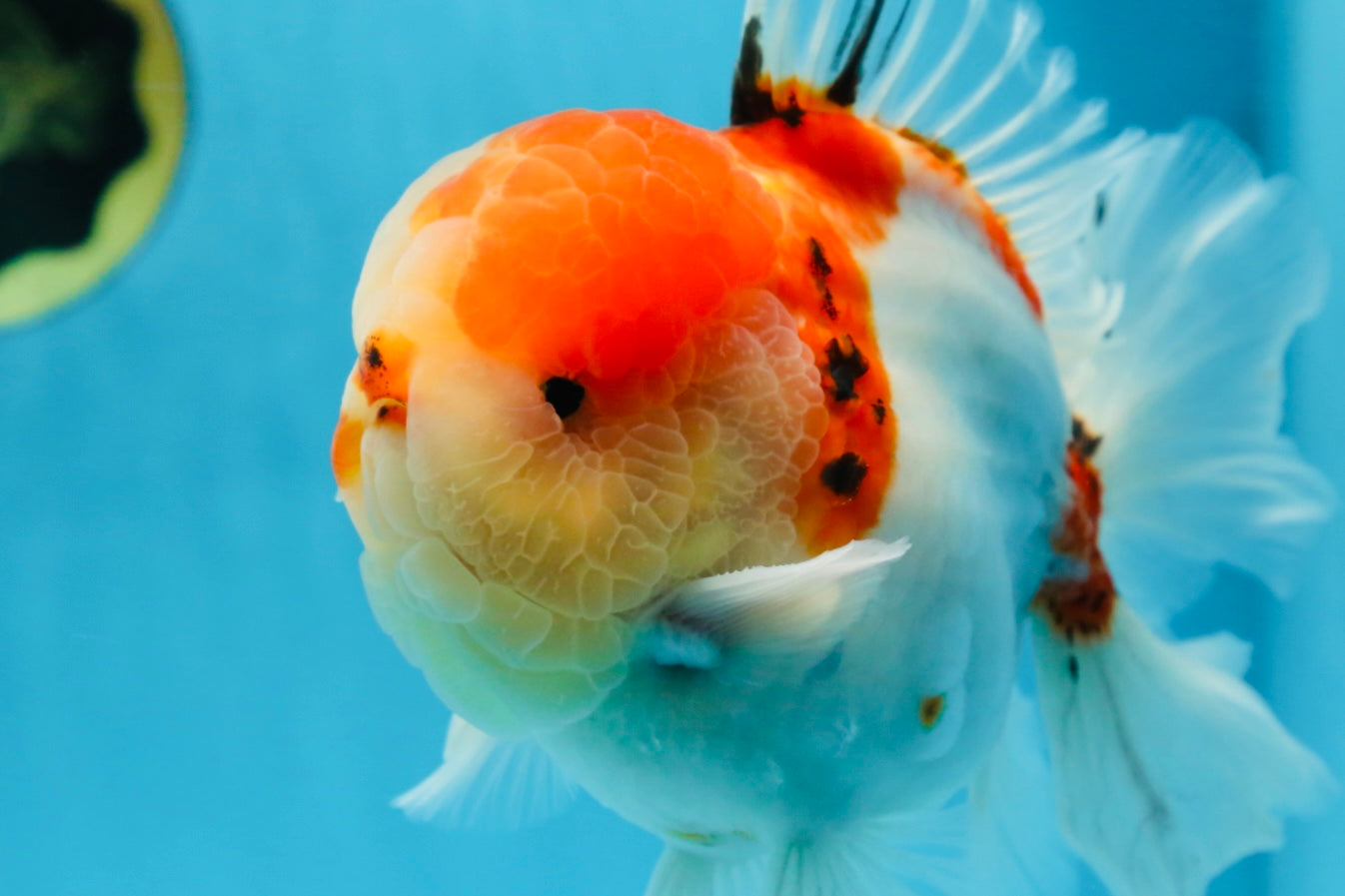 AAA Grade Godzilla Sakura Oranda Male 6-6.5 inches #080125OR_03